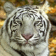 Gentle Tiger's Avatar